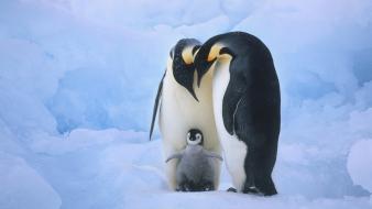 Penguin family wallpaper