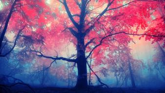 Red autumn tree wallpaper