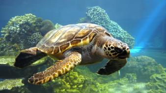 Sea turtles wallpaper
