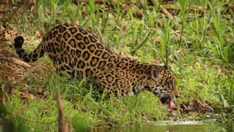 Water animals jaguar licking wallpaper