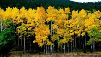 Yellow autumn trees wallpaper