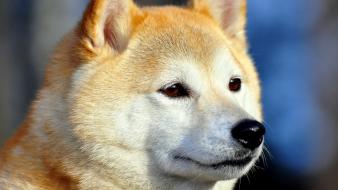 Akita inu dogs eyes muzzle pets wallpaper