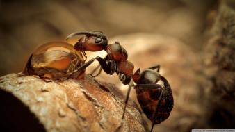 Ant drinking water wallpaper