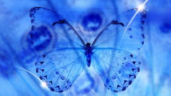 Blue lepidoptera butterflies wallpaper