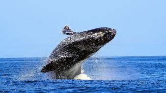 Blue whale jumping wallpaper