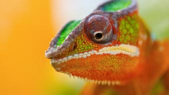 Chameleon eyes close up