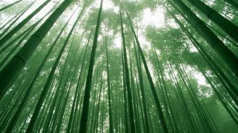 Chinese bamboo forest wallpaper