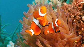 Clown fish picture