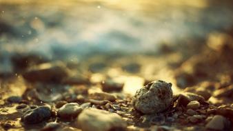 Depth of field seashells stones wallpaper