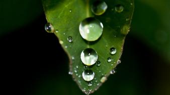 Dew drops green leaf wallpaper