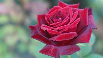 Flowers red rose roses