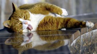 Funny fat cats wallpaper