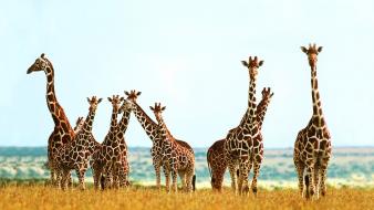 Giraffe pictures wallpaper