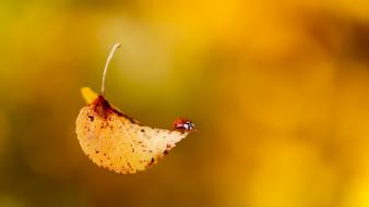 Ladybug on fall leaf wallpaper