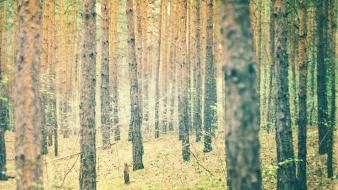 Nature trees forests flora depth of field pine wallpaper