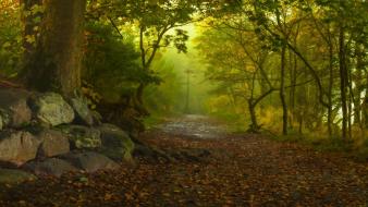 Nature trees forests paths fog autumn leaves