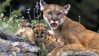 Puma baby animals