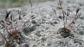 Stones concrete moss bugs macro colors mites rock wallpaper