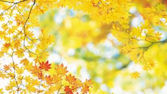 Yellow autumn leaves