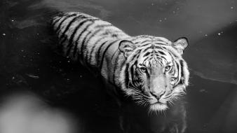 And white nature animals tigers tiger monochrome