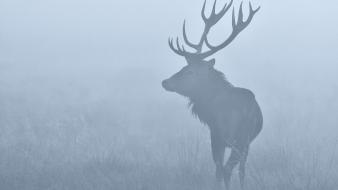 Animals atmospheric deer fog grass wallpaper