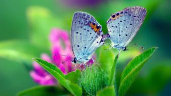 Animals butterflies green insects leaves wallpaper