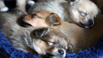 Animals dogs puppies sleeping wallpaper