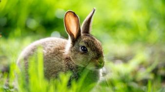 Animals grass rabbits depth of field wallpaper