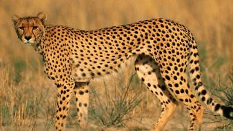Animals leopards wildlife wallpaper