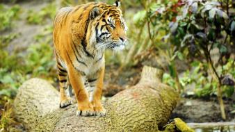 Animals tigers tree trunks wallpaper