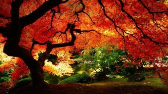 Beautiful autumn tree