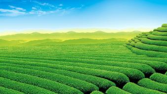 Beautiful tea garden wallpaper