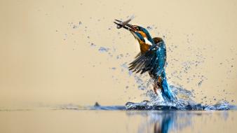 Birds hunt kingfisher nature water wallpaper