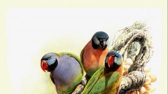 Birds parrots artwork wallpaper