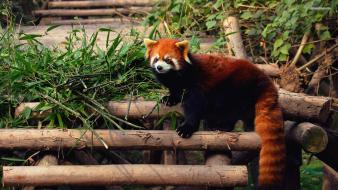 Cute red panda wallpaper