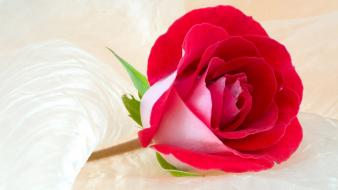 Cute rose flower wallpaper