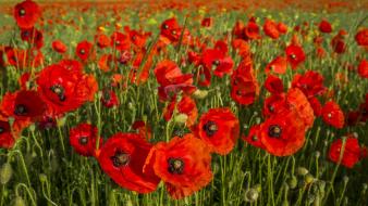 Flowers poppies red