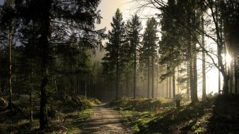Forests landscapes nature paths rays wallpaper