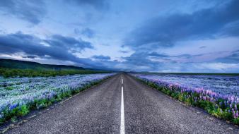 Iceland blue flowers horizon landscapes wallpaper