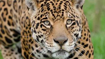 Jaguar animals close-up grass nature wallpaper