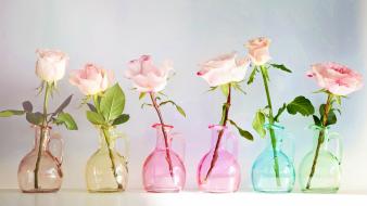 Multicolor pink roses vase vases rose wallpaper