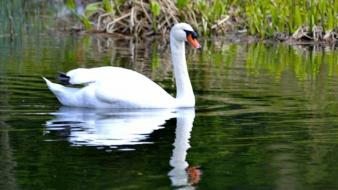 Nature birds swans lakes wallpaper