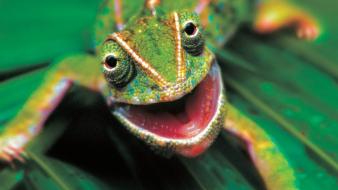 Reptiles faces chameleon wallpaper