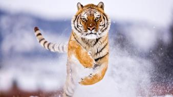 Tiger download wallpaper