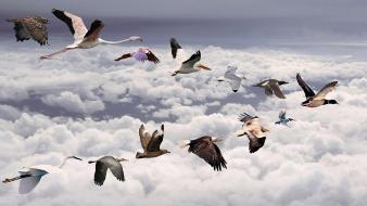 All Birds Screen wallpaper