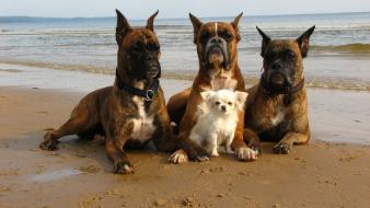 Beach animals dogs wallpaper