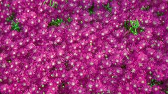 Flowers california pink wallpaper