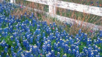 Flowers country falls texas marbles wallpaper