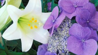 Flowers easter lilies hydrangeas wallpaper