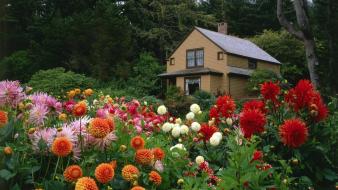 Flowers garden shore oregon house dahlias wallpaper